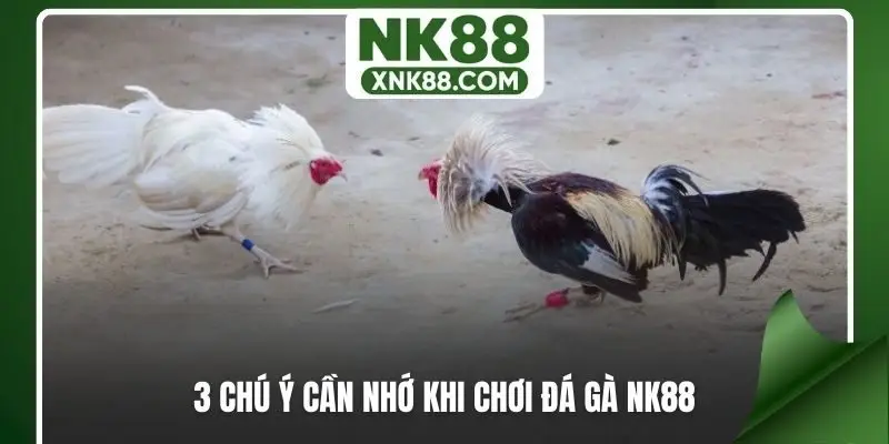 3 chú ý cần nhớ khi chơi đá gà NK88