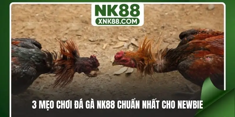 3 mẹo chơi đá gà NK88 chuẩn nhất cho newbie