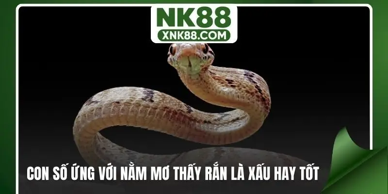 Con số ứng với nằm mơ thấy rắn là xấu hay tốt