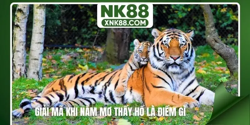 Giải mã khi nằm mơ thấy hổ là điềm gì