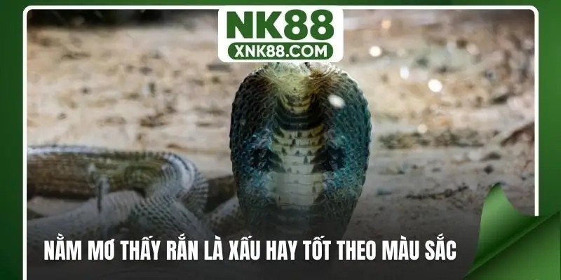 Nằm mơ thấy rắn là xấu hay tốt theo màu sắc